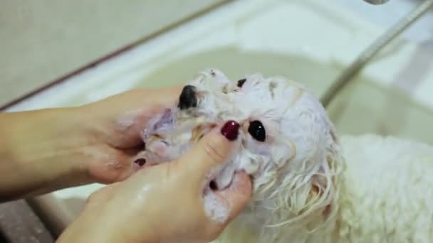 Hund im Badezimmer. Frau wäscht dem Hund das Gesicht. bichon frise — Stockvideo