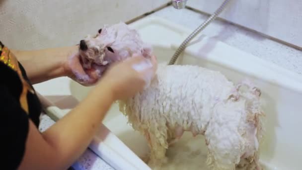 Bichon frise. Hond in de badkamer. Wassen hond in Bad — Stockvideo