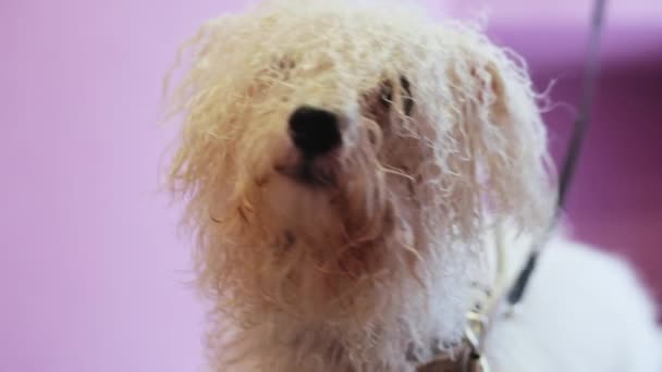 Perro Bichon Frize después de bañarse, preparándose para un corte de pelo — Vídeo de stock