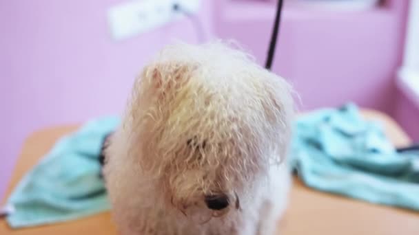 Perro Bichon Frize después de bañarse, mirando a la cámara — Vídeo de stock