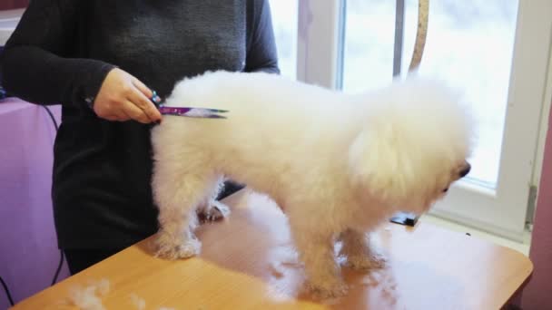 Aseo para perros. Mujer peluquero cortes perro Bichon Frieze — Vídeos de Stock