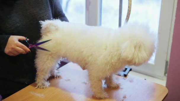 Preparação de Cães. Mulher groomer corta cão Bichon Frieze — Vídeo de Stock