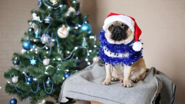 Милая собачка-мопс в шляпе Санта-Клауса смотрит в камеру на фоне рождественской елки. С Рождеством и Новым годом! — стоковое видео