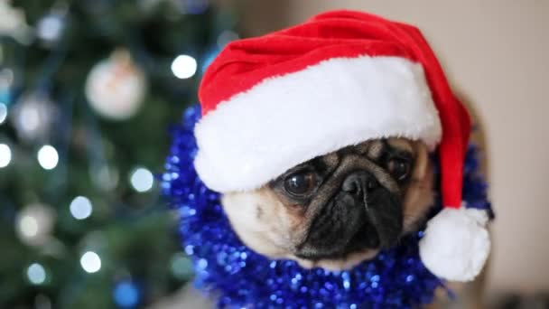 Mopsz kutya, Santa Claus kalap látszó-on fényképezőgép-a karácsonyfa háttér portréja. Karácsonyi és újévi koncepció, mozgó kamera — Stock videók