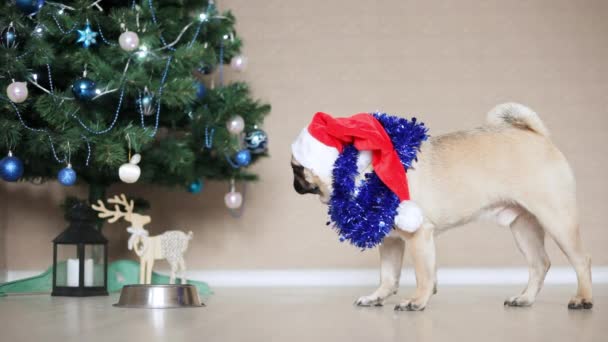 Legrační Mops pes v Santa Claus klobouk jíst z misky na vánoční stromeček pozadí. Vánoce a nový rok koncepce — Stock video