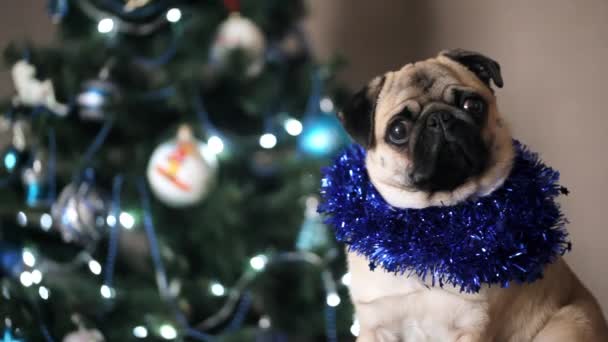クリスマスにかわいいパグ犬はカメラ目線のスーツし クリスマス ツリーの背景に頭を回します 幸せなクリスマスと新年のコンセプト — ストック動画