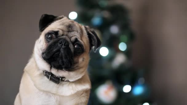 Portrait pug dog looking at camera on Christmas tree background. — Stock Video