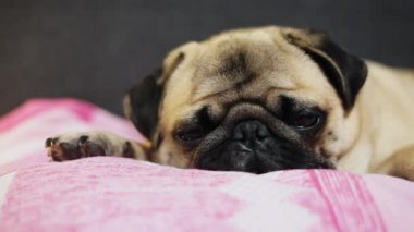 Yakın çekim yüz sevimli pug köpek yatak yatak odasında uykuya dalar