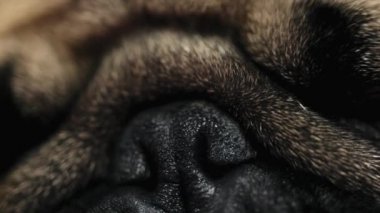 Makro yakın çekim yüz sevimli pug köpek uyku yatakta yatak odasında