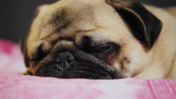 Симпатичный мопс засыпает, лежит на розовом одеяле, уставший — стоковое видео