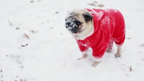 Divertido perro con nieve en el hocico se ve en la cámara. Retrato de primer plano del perrito con traje de Papá Noel. Navidad o Año Nuevo — Vídeos de Stock