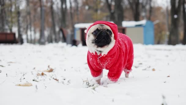 Милый мопс в костюме Санта Клауса, стоящий в снегу в зимнем парке. С Новым годом! — стоковое видео