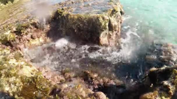 Underwater landscape with brown algae and waves on the sea — Stock Video