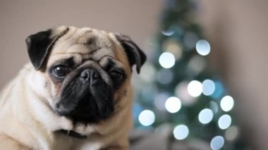 Yakın çekim portre pug köpek Noel ağacı arka plan üzerinde kameraya bakıyor. Mutlu Noel ve yeni yıl kavramı