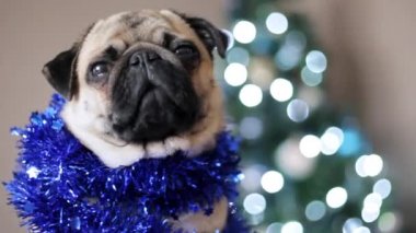 Pug köpek kamera ve yawns bakarak Noel Baba kıyafetli portresi. Noel ve yeni yıl kavramı, hareketli kamera