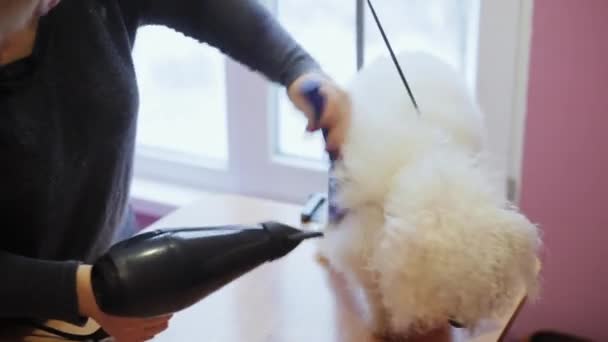 Kvinde groomer tørrer bichon frise hund hår med hårtørrer efter badning . – Stock-video