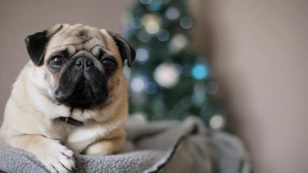 Porträtt mops hunden tittar på kameran på julgran bakgrund. Glad jul och nyår koncept — Stockvideo