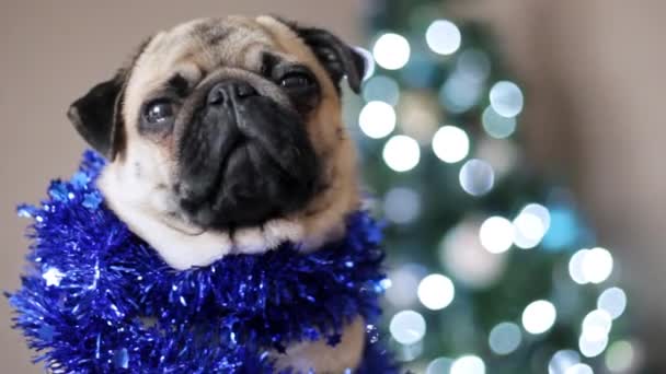 Retrato de perrito en traje de Santa Claus mirando a la cámara y bostezos. Navidad y año nuevo concepto, cámara de movimiento — Vídeo de stock