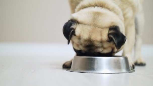 Primo piano cane carlino mangiare da ciotola rallentatore — Video Stock