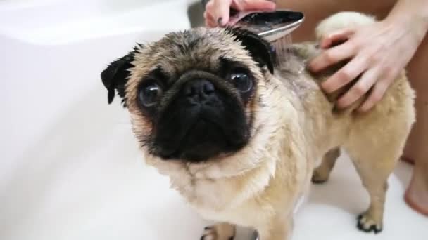 Nedves aranyos mopszli portréja. Mopsz kutya a fürdőszobában mosógép. — Stock videók
