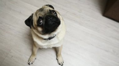 Kamera ve döner kafa bakarak pug köpek