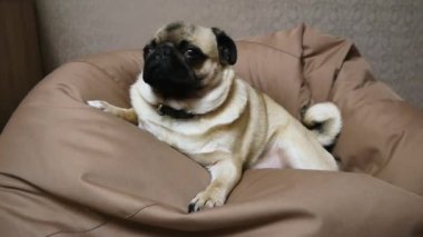 Sevimli köpek pug bir çanta sandalyeye yawns yatıyor. Uykuya dalar.