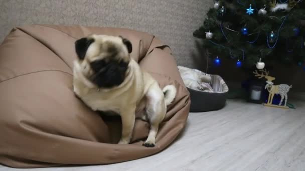 Sleepy pug hond gaat liggen op een tas van de stoel in de buurt van het nieuwe jaar boom — Stockvideo