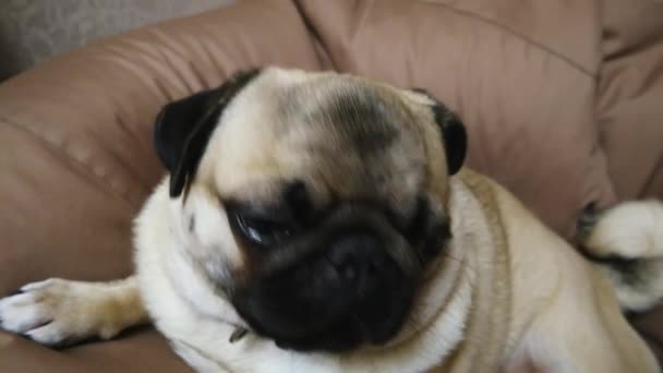 Close-up retrato de pug cão bonito encontra-se em uma cadeira saco, bocejos. Adormece. . — Vídeo de Stock