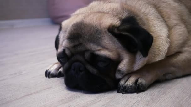 Primer plano de la cara de perro lindo pug durmiendo en el suelo, se duerme — Vídeos de Stock