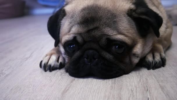 Close-up gezicht van schattige Mops hond slapen op de vloer, valt in slaap — Stockvideo