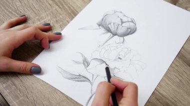 Yakın çekim sanatçı çiçek peonies bir kalem kroki çizer