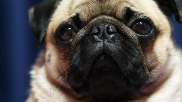 Retrato de cerca de un lindo perro pug con cara divertida — Vídeo de stock