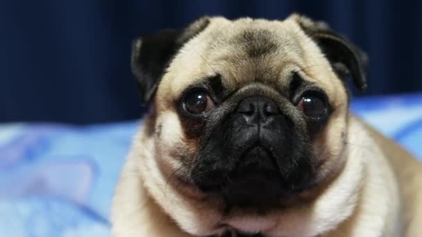 Retrato de um cachorro bonito com focinho engraçado — Vídeo de Stock