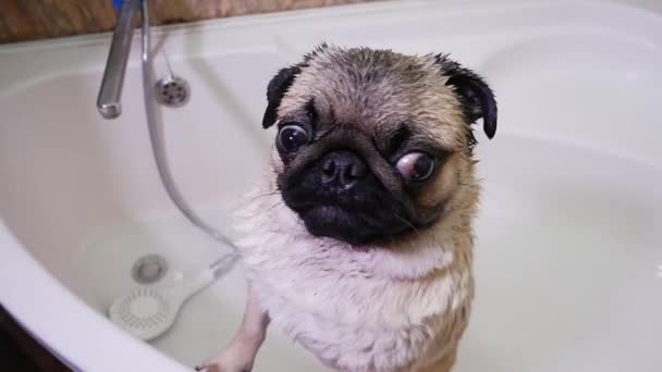 Retrato de cerca de un lindo pug mojado. Lavado de perro en el baño — Vídeo de stock