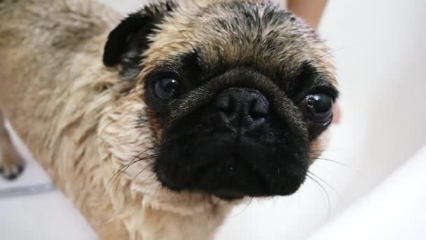 Retrato de cerca de un lindo pug mojado. Lavando perrito en el baño — Vídeos de Stock