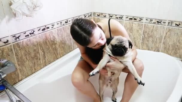 Kobieta myje brzuch psa. Mops pies mycia. — Wideo stockowe
