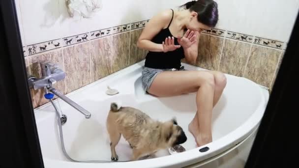 パグ犬を洗います。女性は、かわいいパグを bathes します。濡れた犬の揺れ — ストック動画