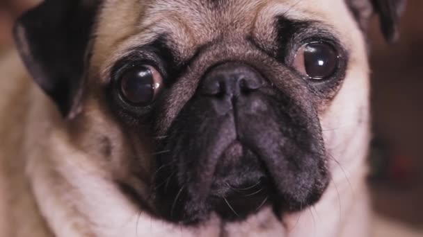 Portrait of cute pug dog — Stock Video