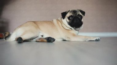 Köpek Pug düşüyor uyuyor, kapalı