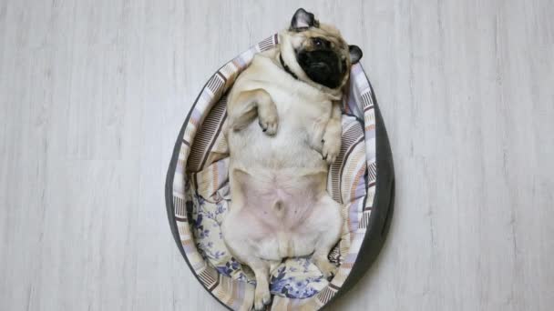 Забавный мопс лежит в собачьей постели на спине, очень уставший и толстый — стоковое видео