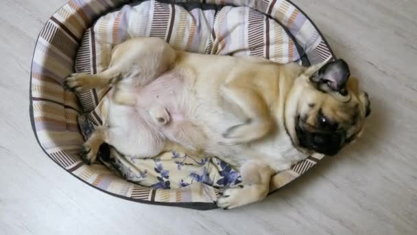 Товстий мопс собака йде спати в собачому ліжку, дуже втомлений і смішний — стокове відео