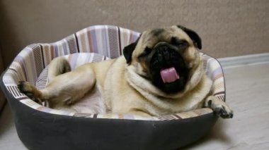 Pug köpek köpek yatağında esneme, çok yorgun ve tembel