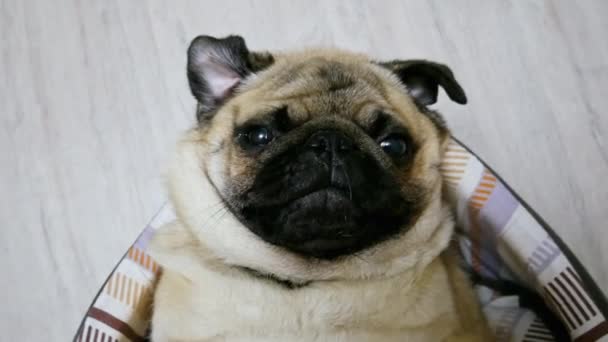 Komik pug köpek portresi yıkar, pençeleri yalıyor, yatak için hazır olur — Stok video