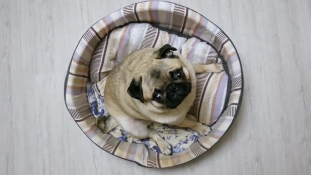 Komik pug köpek köpek yatağında oturup kameraya bakıyor — Stok video