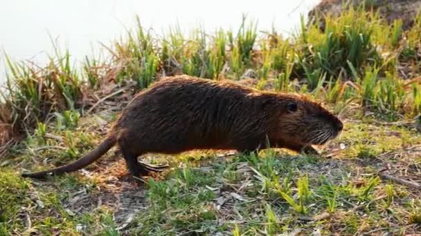 Coypu, nutria in the wild, sneaks and look into the camera — Stock Video