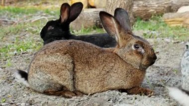 Ormanda bir çayır üzerinde üç sevimli tavşan