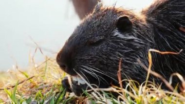 Coypu yakın çekim, yabani nutria, sebze yiyor