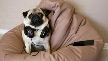 Büyük kulaklıklar komik pug köpek bir çanta sandalyede yatan müzik dinlerken