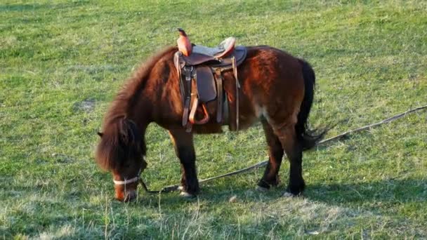 Petit poney mignon mangeant de l'herbe verte, pâturant dans la prairie — Video