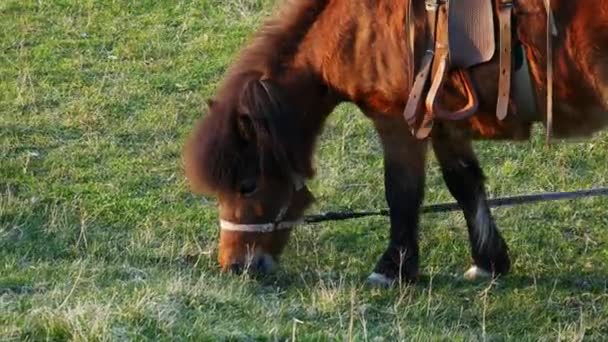 Malý rozkošný poník, co žere zelenou trávu, pátravě na louce v těsné blízkosti — Stock video